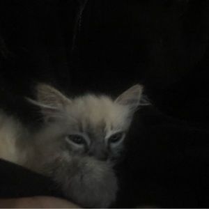 Meet your Posher, Starllah